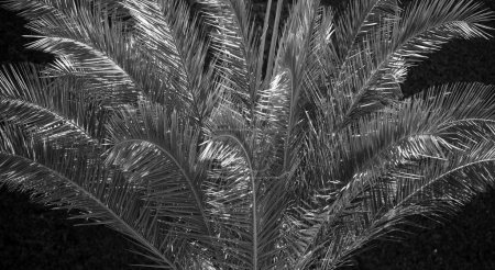 Foto de Textura de hoja tropical, follaje de palma naturaleza fondo verde. Diseño de árboles tropicales - Imagen libre de derechos