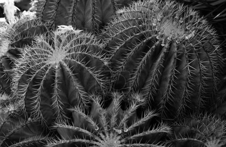 Photo for Gymnocalycium cactus. Cactus backdround, cacti or cactaceae pattern - Royalty Free Image