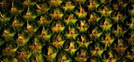 Photo for Pineapple skin close up, tropical pattern with copy space. Pineapple bark - Royalty Free Image