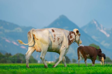 Téléchargez les photos : Bétail pâturage vache sur les terres agricoles. Pâturage des vaches dans une prairie avec herbe. Troupeau de vaches sur un champ d'herbe. Vache mature dans un champ vert. Vaches broutant dans les pâturages naturels. Animaux de ferme. Vaches et veaux broutant - en image libre de droit