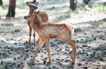 Foto de Venado Fawn, Bambi, capreolus. Paloma joven de cola blanca. Hermosa vida silvestre buck - Imagen libre de derechos