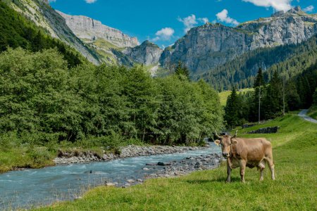 Téléchargez les photos : Les vaches paissent dans les prairies alpines. Pâturage bovin dans un champ d'herbe - en image libre de droit