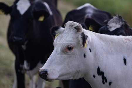 Foto de Vaca Holstein de cerca. Vacas en un prado durante el día soleado. Vacas holandesas blancas y negras. Vaca blanca y negra. Vacas Holstein. Vacas Friesias Británicas. Vaca negra. Holstein Friesian - Imagen libre de derechos