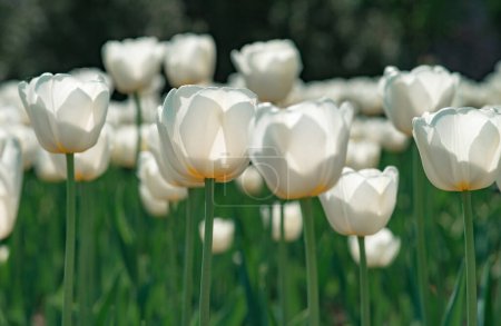 Téléchargez les photos : Tulipes à fleurs printanières Tulipes à fleurs blanches fleurissant dans le champ de tulipes - en image libre de droit