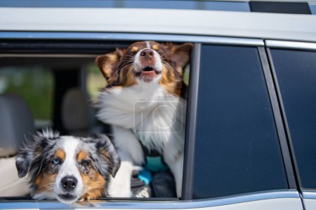 Photo for Dogs in car. Dog rides in the car. Transportation of pets. Dogs in window of car. Dogs looking at the window. Safe travelling with pets. Australian shepherd dog - Royalty Free Image