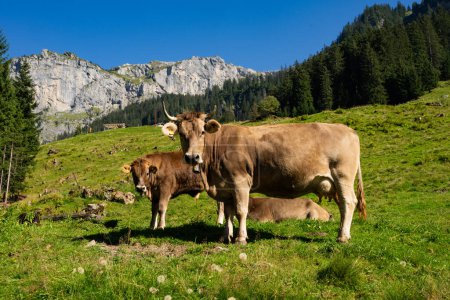 Téléchargez les photos : Vache dans un pâturage d'été. Troupeau de vaches broutant dans les Alpes. Holstein vaches, Jersey, Angus, Hereford, Charolais, Limousin, Simmental, Guernesey, Ayrshire, Brahman races de bovins. Vache dans un champ. Vache laitière - en image libre de droit