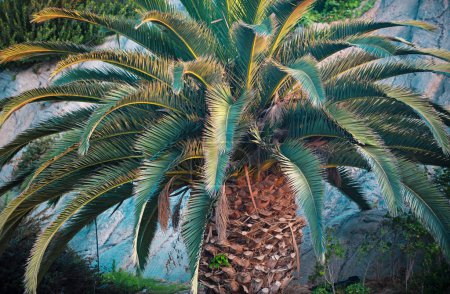 Foto de Palmeras de coco, hermosa textura tropical con luz solar sobre fondo abstracto del cielo. Fondo de palmeras - Imagen libre de derechos