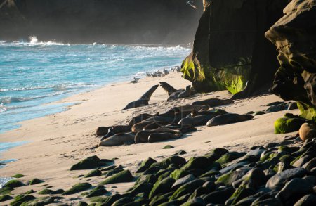 Fur seals on rocky shore of beach. Arctocephalus forsteri