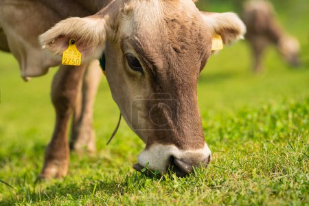 Foto de Las vacas están pastando. Pastos de ganado en un campo de hierba - Imagen libre de derechos