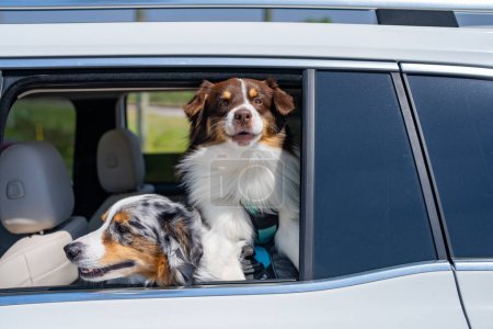 Photo for Dogs in car. Dog rides in the car. Transportation of pets. Dogs in window of car. Dogs looking at the window. Safe travelling with pets. Cute Australian shepherd dog - Royalty Free Image