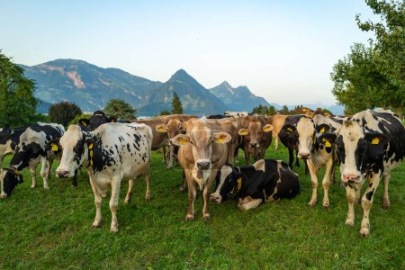 Foto de Manada de vacas. Las vacas pastan en un día de verano en un prado en Suiza. Vacas pastando en tierras de cultivo. Pastos de ganado en un campo verde. Leche orgánica de vaca de campo de hierba. Vaca suiza - Imagen libre de derechos