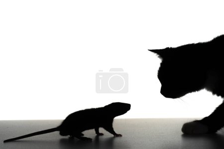 Téléchargez les photos : Souris drôle et silhouette de chats amusants. Chat et souris ensemble isolés sur un fond blanc. Chat en alerte Chasse sur la petite souris sur la table. Chat chasse souris gros plan. Chat drôle - en image libre de droit