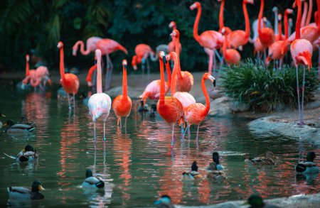 American Flamingo. Flamingos. Beauty birds group of flamingos