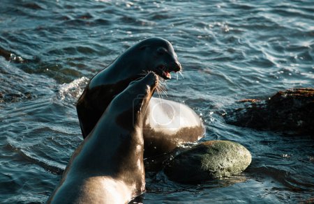 Foto de Foca del puerto. Las focas en las rocas. Leones marinos en el acantilado de La Jolla Cove en San Diego, California - Imagen libre de derechos