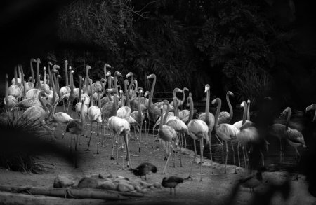 Amerikanischer oder karibischer Flamingo, Phoenicopterus ruber. Flamingos oder Flamingos sind eine Art Watvogel aus der Familie der Phoenicopteridae. Rote Flamingos