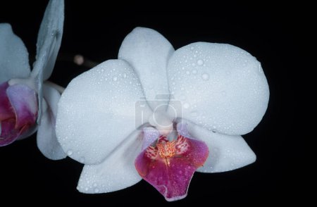 Foto de Orquídea de primer plano sobre fondo negro. Las orquídeas florecen de cerca, Phalaenopsis. - Imagen libre de derechos