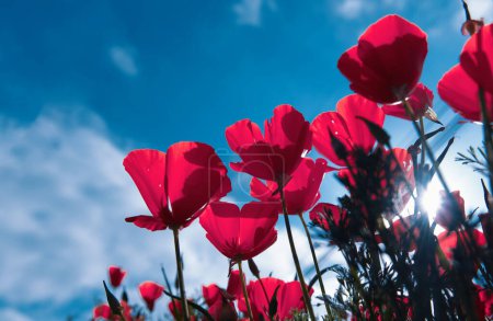 Téléchargez les photos : Poppy flower for Remembrance Day, Memorial Day, Anzac Day. Field of red poppy flowers to honour fallen veterans soldiers in battle of Anzac armistice day - en image libre de droit