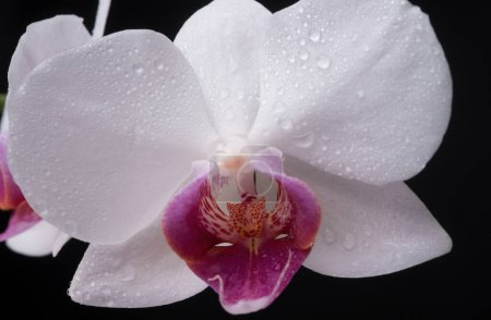 Photo for Close up beautiful white Phalaenopsis orchid flowers, isolated background. Dendrobium orchid. Flower in bloom - Royalty Free Image