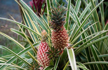 Téléchargez les photos : Pineapples fruit raw, organic nutrition farm plant - en image libre de droit