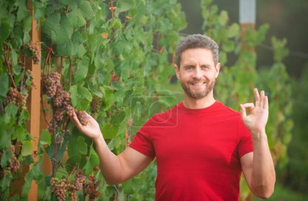 Foto de Gardener on summer grapes harvest. Winery estate. Man harvesting grapes in vineyard, worker pick grapes, growing wine. Farmers at the harvest collecting grapes - Imagen libre de derechos