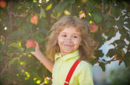 Téléchargez les photos : Un enfant cueillant des pommes dans son jardin. Portrait enfant garçon dans le jardin de pommiers verger. Récolte des fruits. Automne saison mode de vie enfants - en image libre de droit