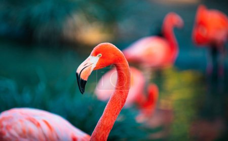 Téléchargez les photos : Close up portrait of pink Flamingo in nature. Phoenicopterus ruber in close contact with the female. Beauty Flamingos - en image libre de droit