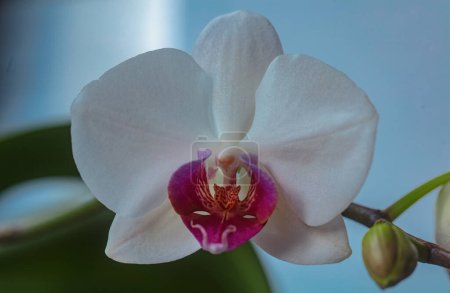 Photo for Beautiful white Phalaenopsis orchid flowers, isolated background. Dendrobium orchid. Flower in bloom - Royalty Free Image