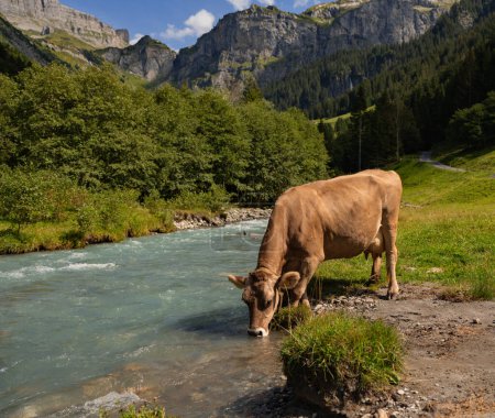 Téléchargez les photos : Vaches au pâturage dans les Alpes. Vaches mangeant de l'herbe. Vaches dans un champ herbeux. Vaches laitières dans les pâturages agricoles. Pâturage de vaches brunes sur prairie herbeuse près de la montagne. La vache boit de l'eau de montagne en Suisse - en image libre de droit