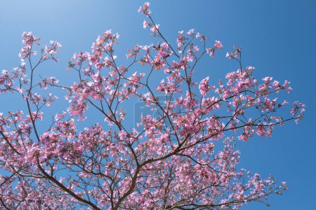 Téléchargez les photos : Cerisier rose sur fond bleu ciel. Floraison printanière, branche d'un arbre en fleurs - en image libre de droit
