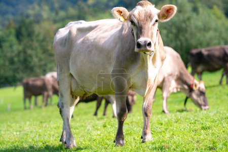Téléchargez les photos : Des vaches brouteuses. Une vache brouteuse dans un pâturage vert. Troupeau de vaches au champ vert d'été. Paysage rural estival et pâturage pour vaches. Troupeau de vaches à la campagne. Vaches sur les terres agricoles des Alpes - en image libre de droit
