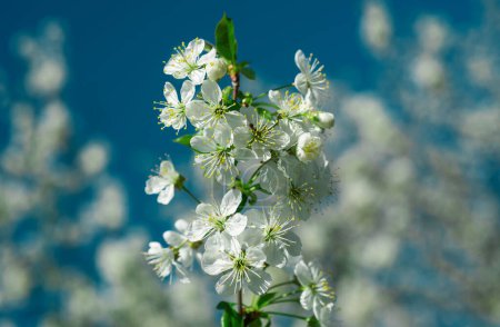 Foto de Manzana de flor sobre fondo de flor, flores de árbol de belleza de naturaleza de primavera - Imagen libre de derechos