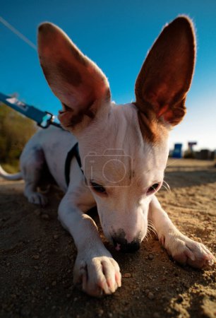 Foto de Perro gracioso. Retrato de la cabeza de Chihuahua. Cachorro divertido - Imagen libre de derechos