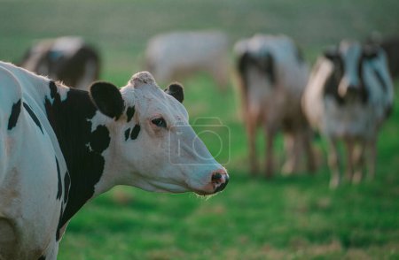 Téléchargez les photos : Des vaches Holstein dans la prairie. Vache laitière. Cowshed sur un pâturage d'été - en image libre de droit
