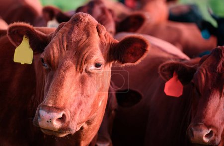 Foto de Cierra la cara de vaca. Concepto de ganadería, cría, leche y producción de carne - Imagen libre de derechos