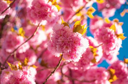 Photo for Cherry blossom. Springtime. Spring flowers with blue background and clouds. Sacura cherry-tree - Royalty Free Image