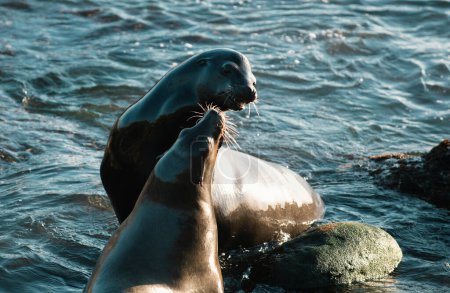Téléchargez les photos : Lions de mer sur les rochers en San Diego, Californie - en image libre de droit