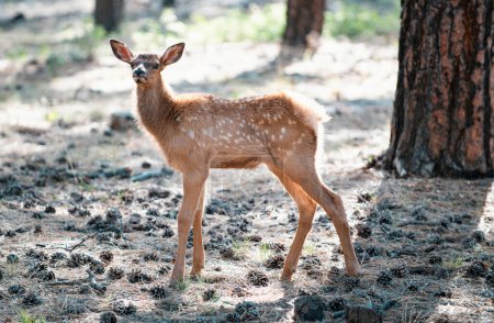 Photo for Forest animals. Deer Fawn, Bambi, capreolus. White-tailed young roe. Beautiful wildlife buck - Royalty Free Image