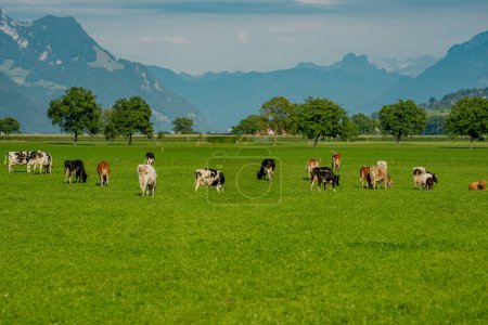 Photo for Grazing Cows. Grazing cow at a green pasture. Herd of cows at summer green field. Summer countryside landscape and pasture for cows. Cow herd in the countryside. Cows on farmland in Alps - Royalty Free Image