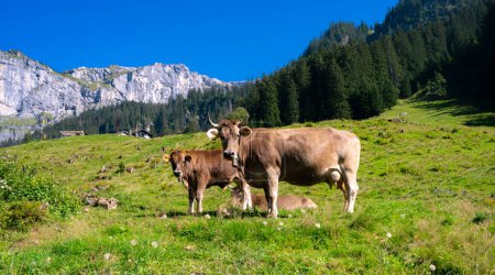 Foto de Vacas en un pasto en los Alpes. Vacas comiendo hierba. Vacas en campo herboso. Vacas lecheras en los pastos de la granja. Vaca marrón pastando en prado herboso cerca de la montaña. Vaca en pastos en prados alpinos en Suiza - Imagen libre de derechos