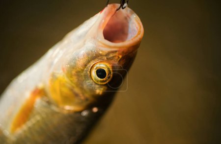 Photo for Fishing in river. Fishes catching hooks. Fishing - relaxing and enjoying hobby - Royalty Free Image