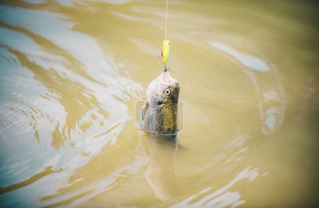 Foto de Pescador y trucha. Río grises en el gancho. Pescador y trucha trofeo. Sostiene trucha marrón. Pesca de truchas de agua quieta - Imagen libre de derechos