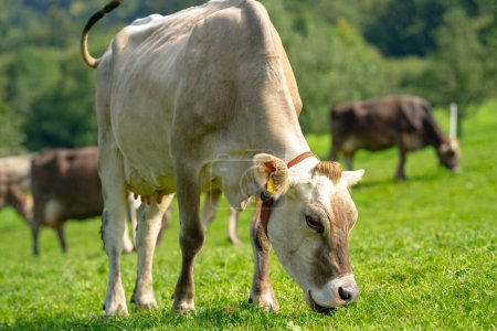 Foto de Las vacas pastan en los Alpes. Vacas en el prado alpino en Suiza. Hierba de pasto de vaca. Pastos de vacas prado alpino verde. Vaca pastando en el campo verde. Vacas en un campo de montaña. Vaca en pastos de montaña en los Alpes - Imagen libre de derechos