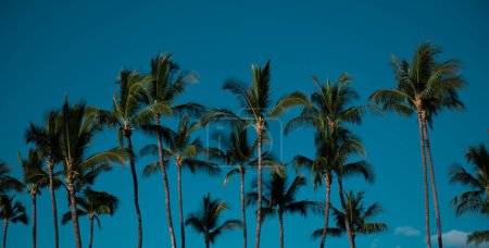 Téléchargez les photos : Palmier tropical avec lumière du soleil sur fond abstrait ciel. Vacances d'été et voyage nature concept d'aventure. Palmiers design tropique - en image libre de droit