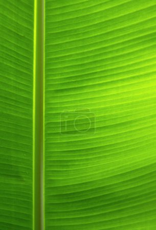 Téléchargez les photos : Tropical leaf texture background. Green close up leaf structure - en image libre de droit