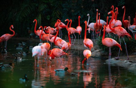 A group of flamingoes. Pink flamingos against green background. Phoenicopterus roseus, flamingo family