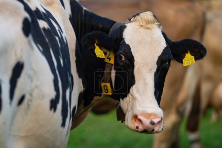 Téléchargez les photos : Vache dans un champ vert au bord de l'eau en Suède. Bétail broutant dans un champ. Vaches sur l'herbe verte dans un pré, pâturage. Bétail vaches pâturant sur les terres agricoles. Vaches brunes pâturant dans un pré herbeux - en image libre de droit