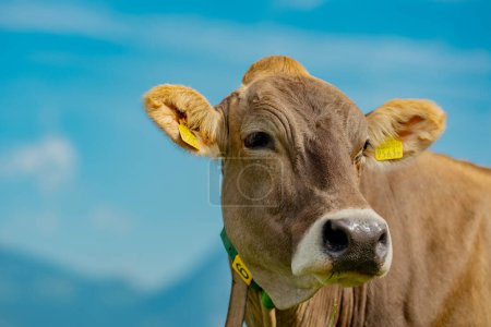 Cows are grazing on a meadow. Cattle cow pasture in a green field. Dairy cattle at pasture on hill in rural. Cattle Breed pasture on grass field. Brangus Cattle in natural pasture. Pastures cow