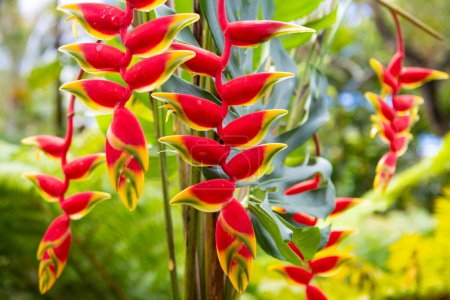 Red Flover Muster, tropische Blumen Hintergrund. Hummerkralle, Heliconia Rostrata Blüte. Heliconia rostrata, die hängende Hummerkralle oder der falsche Paradiesvogel