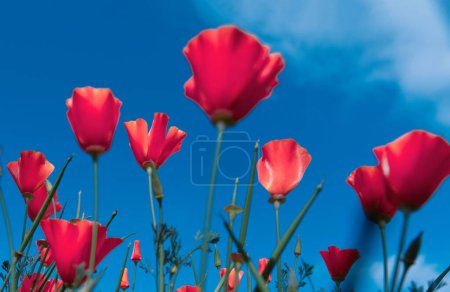 Téléchargez les photos : Fleur de pavot pour le jour du Souvenir, Jour du Souvenir, Jour de l'Anzac en Nouvelle-Zélande, Australie, Canada et Grande-Bretagne - en image libre de droit