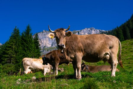 Téléchargez les photos : Vache avec cornes, bétail, vache à cornes. Bétail pâturage vache sur les terres agricoles. Pâturage des vaches dans une prairie avec herbe. Troupeau de vaches sur un champ d'herbe. Vache mature dans un champ vert. Pâturage des vaches dans les pâturages naturels - en image libre de droit